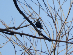 Knipolegus aterrimus