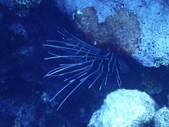Pterois radiata