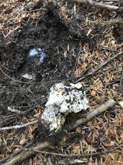 Cantharellus subalbidus