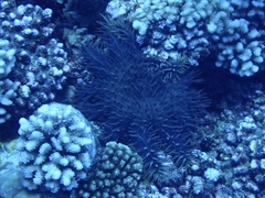 Acanthaster planci