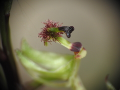 Arthrochilus prolixus