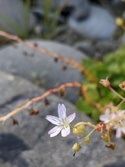 Claytonia sibirica