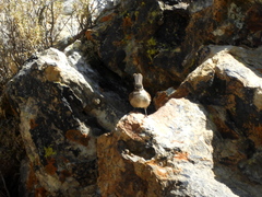 Cinclodes albiventris