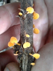 Favolaschia claudopus