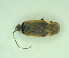 Adelphocoris