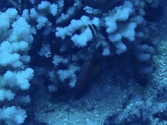 Cephalopholis miniata