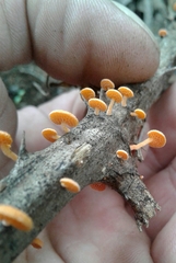 Favolaschia claudopus