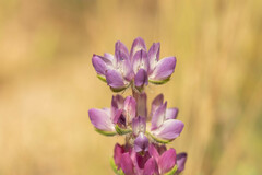 Lupinus microcarpus