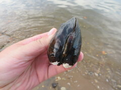 Reginaia ebenus