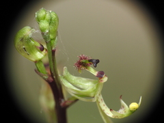 Arthrochilus prolixus