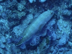 Cephalopholis urodeta