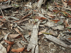 Arthrochilus prolixus