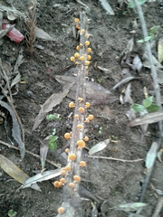 Favolaschia claudopus