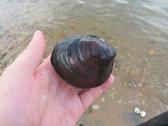 Reginaia ebenus