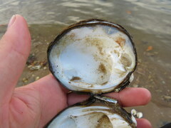 Reginaia ebenus