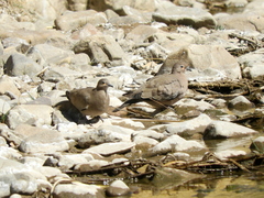 Metriopelia melanoptera