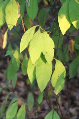 Oemleria cerasiformis