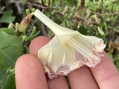 Ipomoea jicama