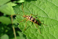 Strangalia luteicornis