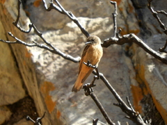 Hirundinea ferruginea