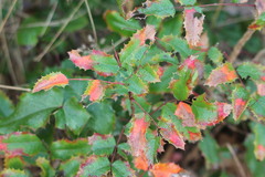 Berberis aquifolium
