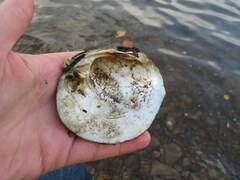 Reginaia ebenus