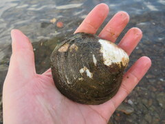 Reginaia ebenus