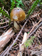 Amanita augusta