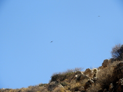 Aeronautes andecolus