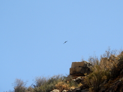 Aeronautes andecolus