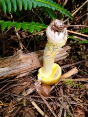Amanita augusta