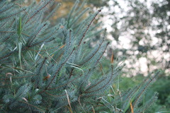 Picea sitchensis