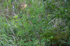 Thalictrum dasycarpum