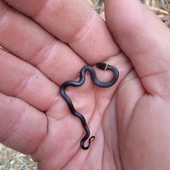 Diadophis punctatus punctatus