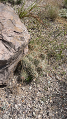 Echinocereus stramineus