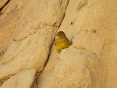 Sicalis olivascens