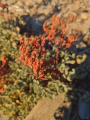 Sedum oregonense