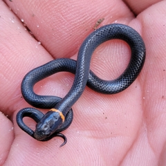 Diadophis punctatus punctatus