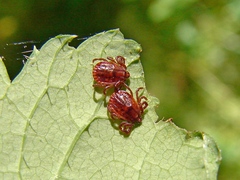 Haemaphysalis longicornis