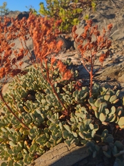 Sedum oregonense