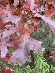 Quercus rubra