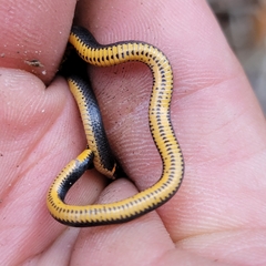 Diadophis punctatus punctatus