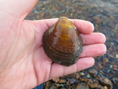 Reginaia ebenus