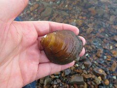 Reginaia ebenus