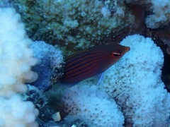 Pseudocheilinus hexataenia