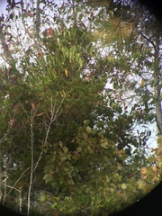 Chamaecyparis thyoides