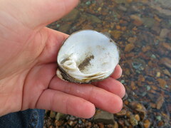 Reginaia ebenus