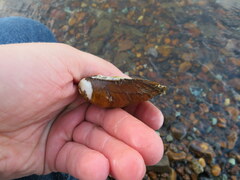 Reginaia ebenus