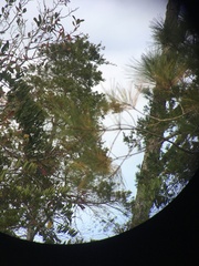 Chamaecyparis thyoides