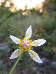 Loasaceae